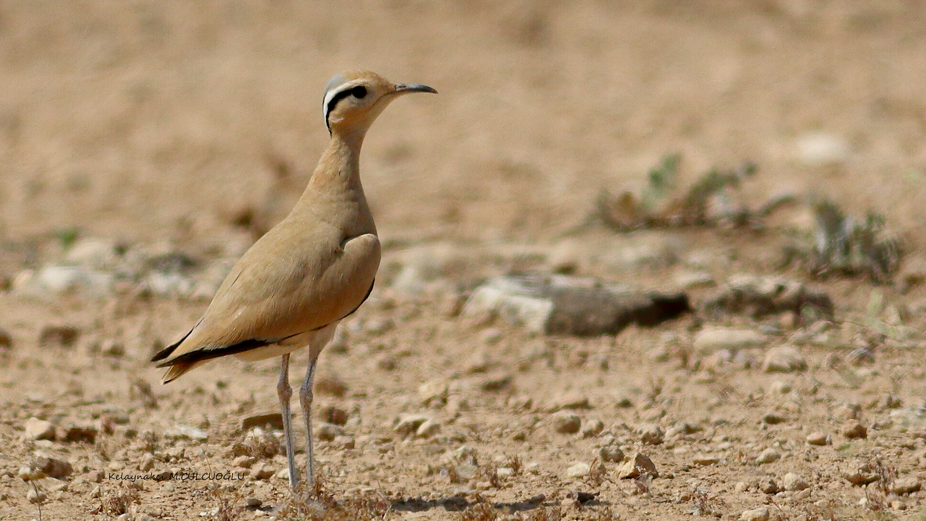 Cream-colored Courser